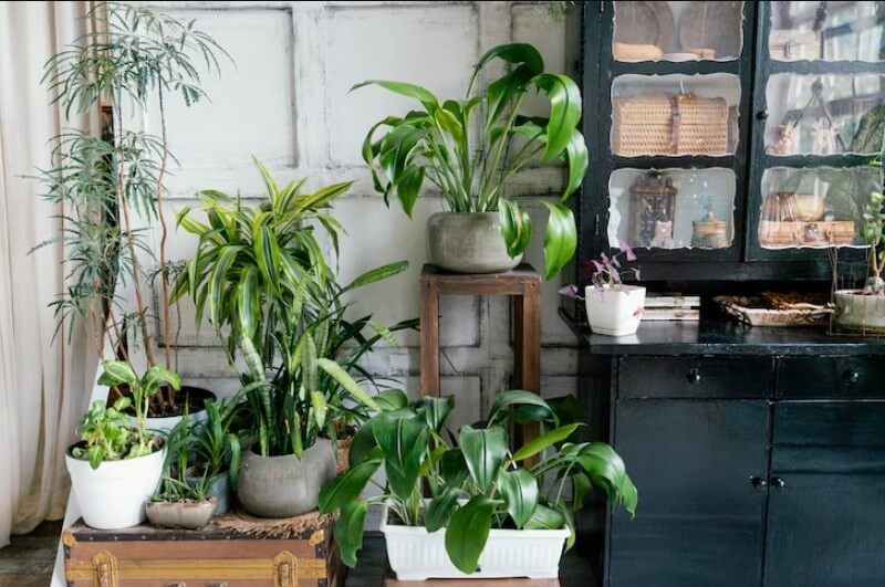indoor plants decoration