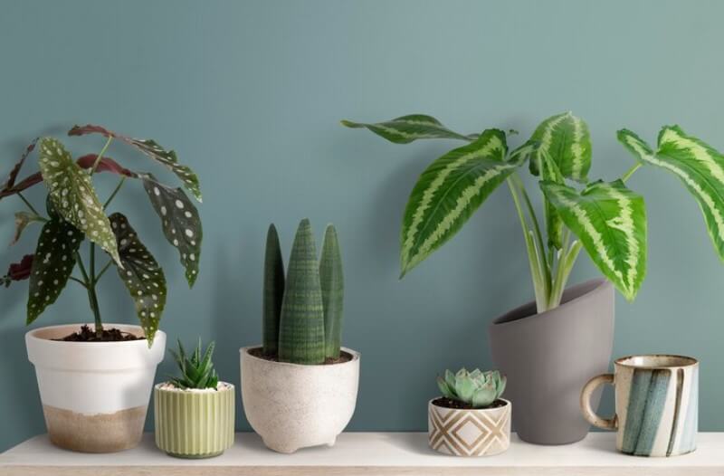 plants-put-small-shelfs