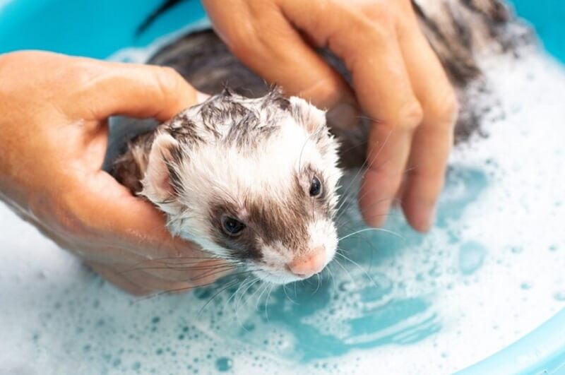 Bathing-Ferret