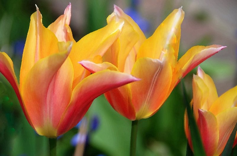 beautiful-Tulips-Netherlands